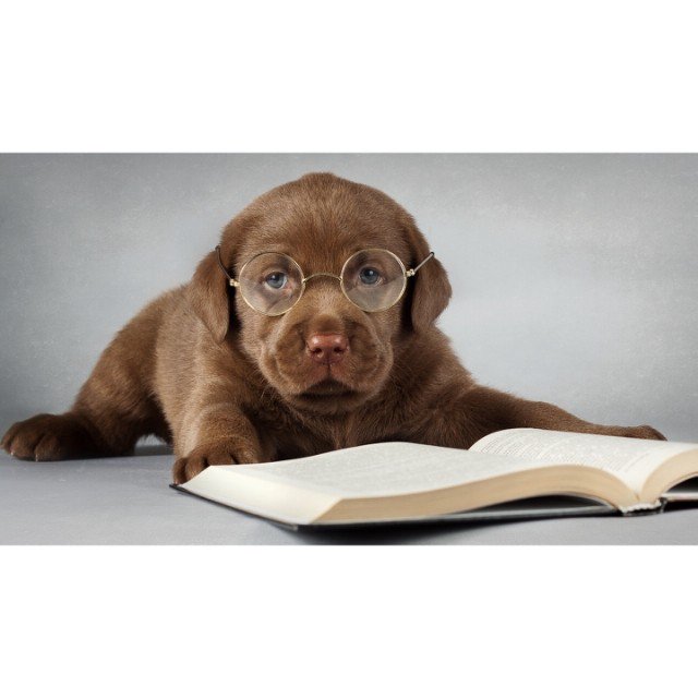 A Dog's Life tweet media