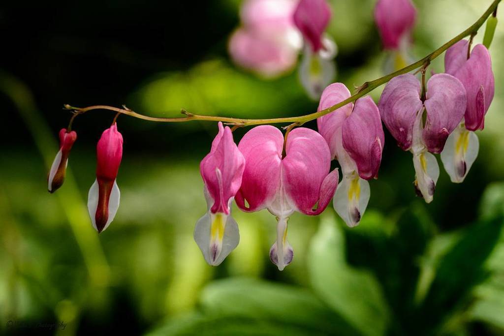 ChitnisVijaya's tweet photo. Red Bleeding Heart Flowers
#bleedingheart #flower #nature #macro #colorful #bokeh #depthof… https://t.co/x98GDE1Z1U https://t.co/oQeAMQ9INV