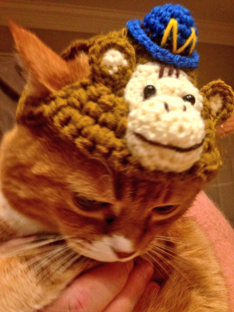 PurrProgramming's tweet image. I look like an engineer. Will work for tuna. Corp to Corp contracts only. @MailChimp @WWCAtl