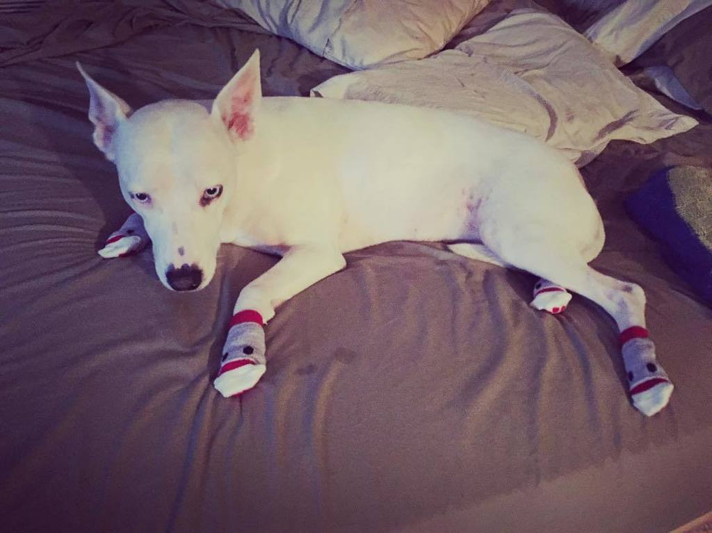 dogonblog's tweet photo. Showing off my new #Pawks  by @rcpetproducts 🐶 after my recent trip to the vet, mommy boug… https://t.co/wXNDwhtiEy https://t.co/k3DWrmiRew