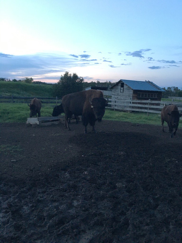 HHBisonRanch's tweet image. Our first Bison bull, Chase named him Toothless. #Thoothless #Beast #Bisonbull