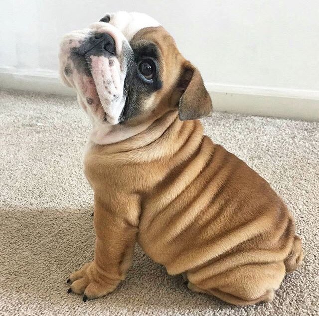 itsdantedangelo's tweet photo. I WANT 😍😍😍 https://t.co/Uo5u6JpKxE