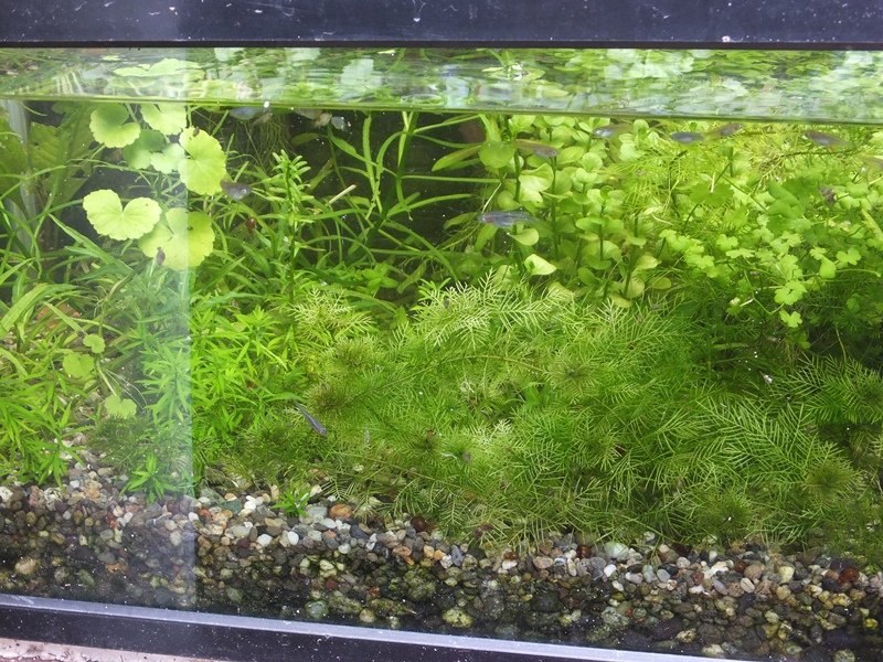 טוויטר みずわらび בטוויטר 水草を植えた水槽を屋外に設置して 1か月弱 メダカを少し入れて餌も与えているのに アオミドロなどの藻類がほとんど生えない Co2も濾過もエアも全く入れていないのに T Co 97s67ygm9o