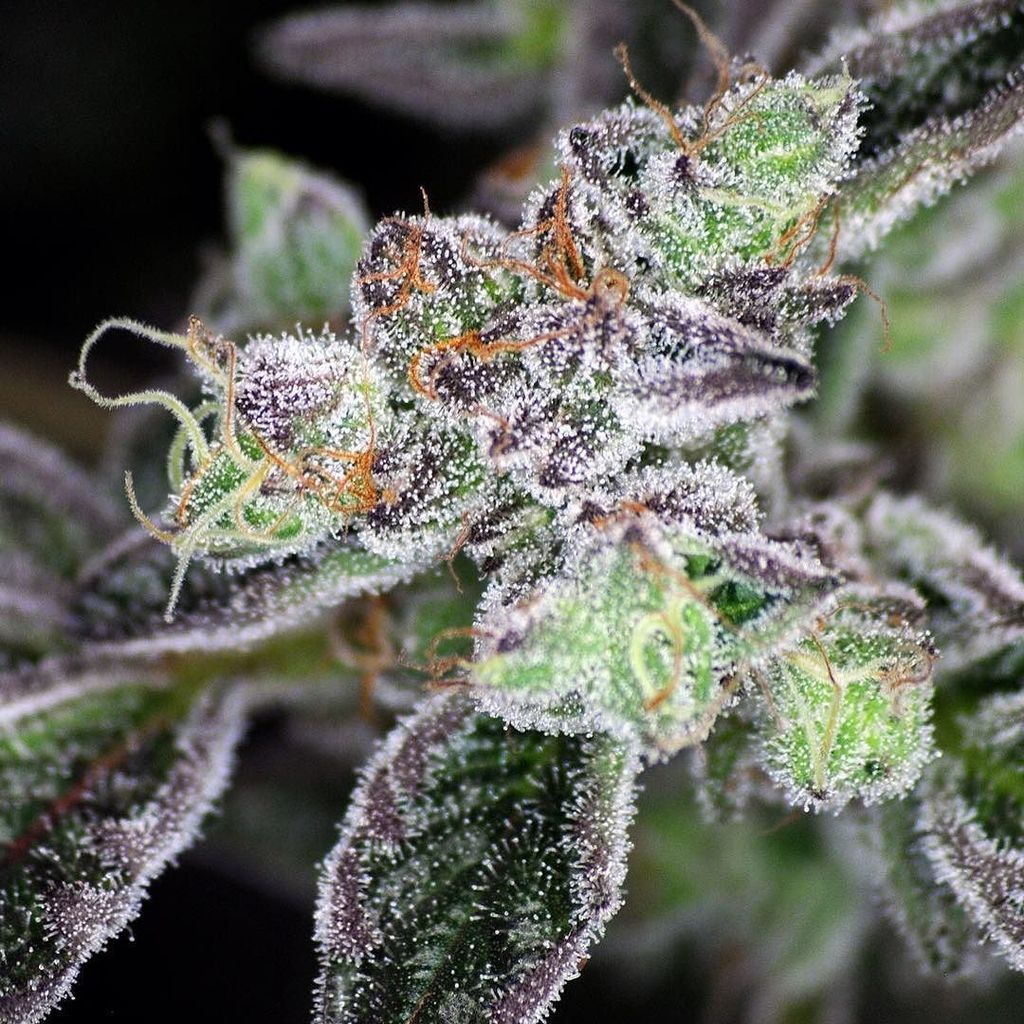 420storecl's tweet photo. #girlscoutcookies 🍪🍪#flushmode @420seedsbank https://t.co/yYFcRkzOBx https://t.co/fD62JSA9bu