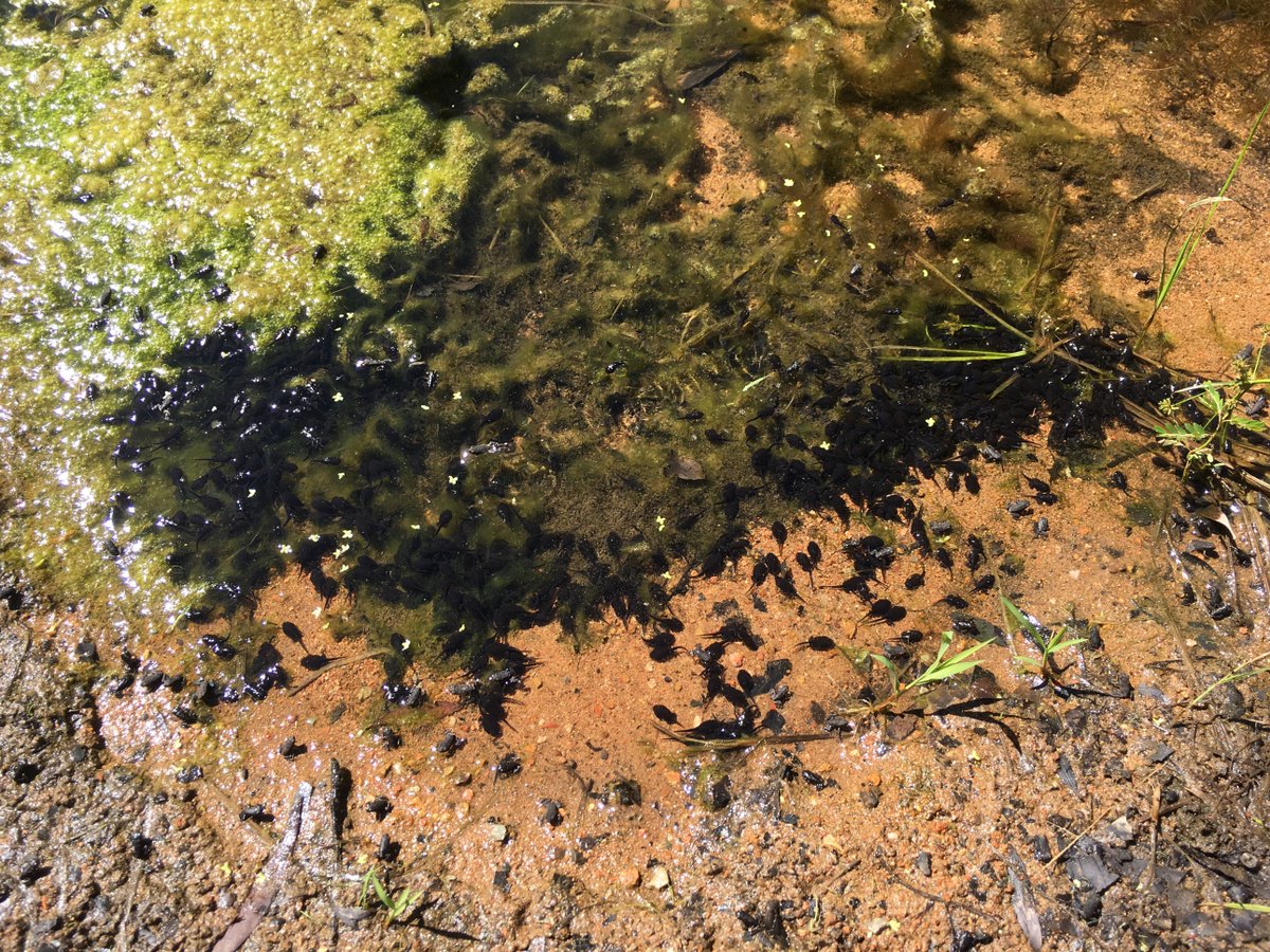 Max_J_H's tweet photo. Amphibians on JCU Campus #jcuwildlife https://t.co/DH8McZM4jD