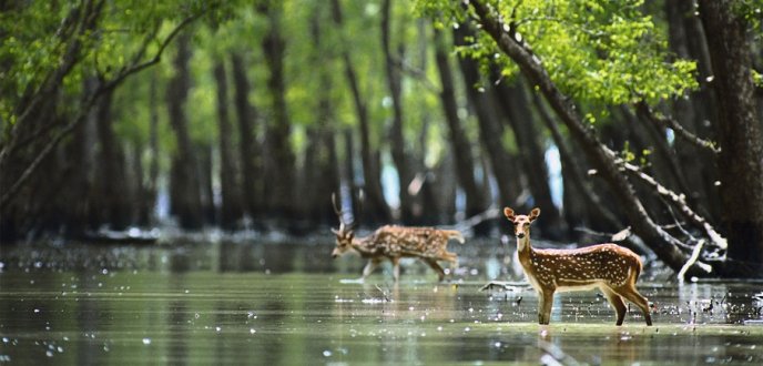 Sajidul_Islam13's tweet photo. There is no issue in #Bangladesh except #Sundarban, don't forget #worldHeritageSite #SaveSundarban #StandwithTigers https://t.co/GHmWDKZR68