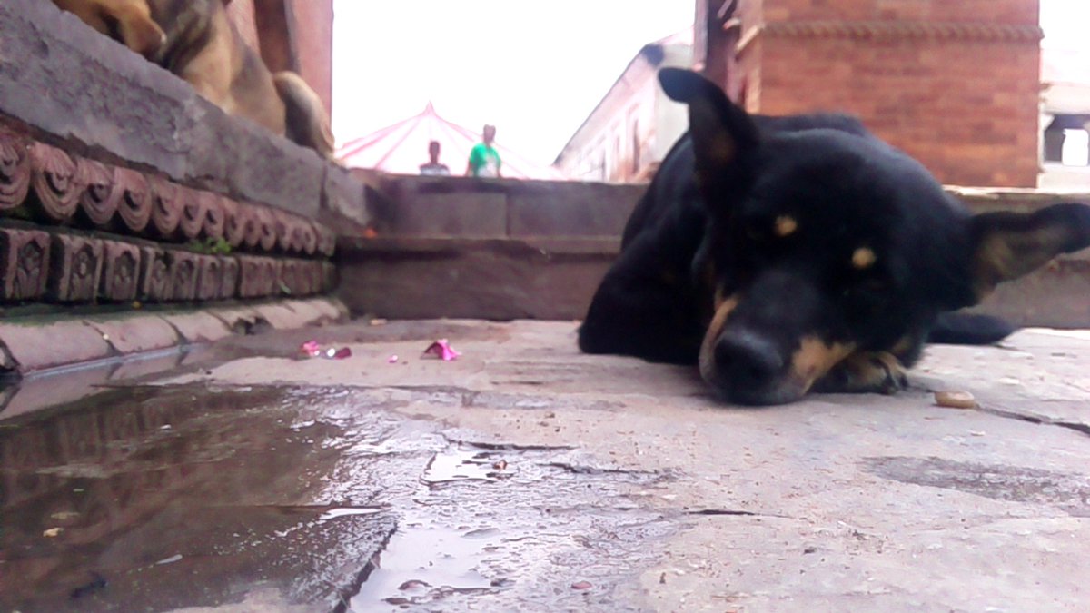 ZzaustinRoman's tweet photo. #sleeping #dog #mobilephotography 
#pashupatinath https://t.co/wjhbSozKRK