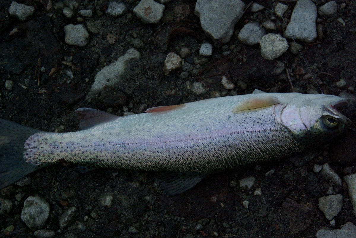 brewpacking's tweet photo. A little snack. #hammockcamping #fishing #pnw https://t.co/JM62QKW98g