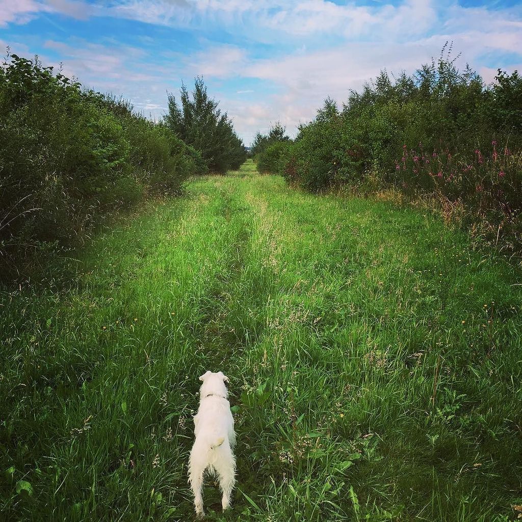 CotswoldHomes's tweet photo. #Summermorning dog walk #allisgreen #cotswolds #whowouldliveanywhereelse #dogsofinstagram #dogwalking #terrierlove https://t.co/bG8n4Xs5Rl