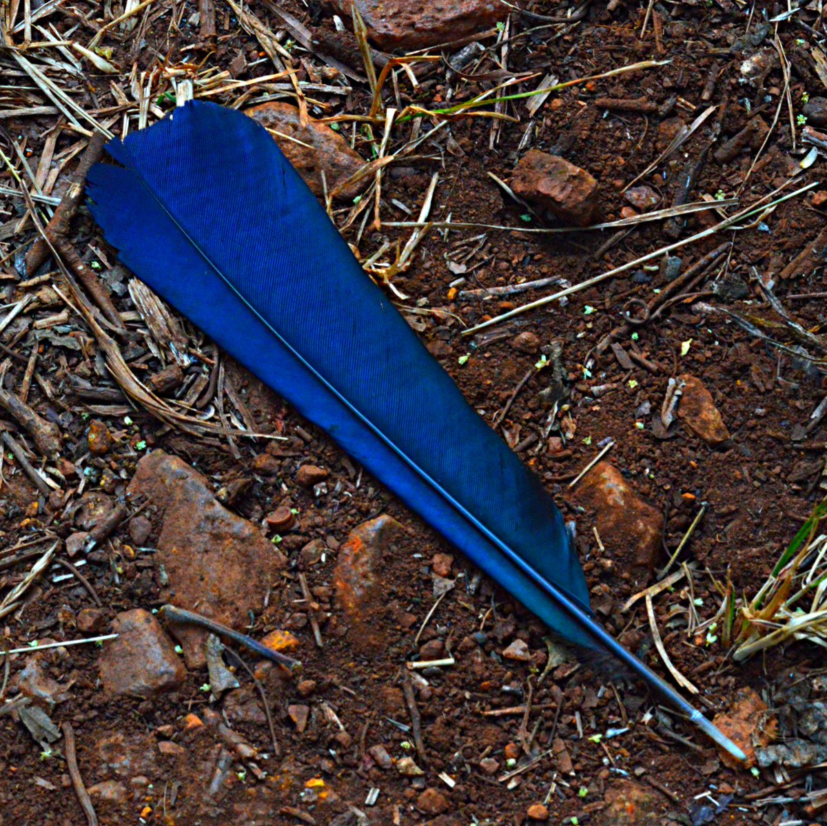 WildlifeBvumba's tweet photo. A Livingstone's turaco left its calling card this morning. #Vumba #forestfindings https://t.co/WOWHbGJEy9