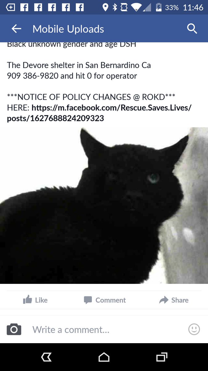 Whitehot77's tweet photo. FARALLON the cat was killed @Devore SHELTER! So sorry sweetheart! #SHELTERSKILLANIMALS #APETISALIFETIMECOMMITMENT https://t.co/iXeEdiLGTv