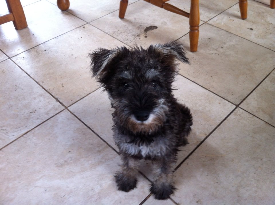 aColetteDay's tweet photo. @AnShenTCM meet the gaaawges Puppy https://t.co/9OUeRll1Au