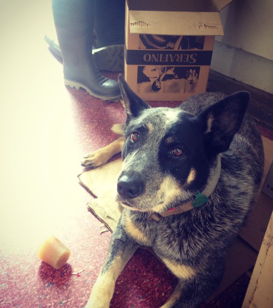 SerafinoVino's tweet photo. Juno keeping guard outside the winemakers tasting room at Serafino #McLarenVale #wine #wineoclock @winewankers #dogs https://t.co/FwCUoiifAB