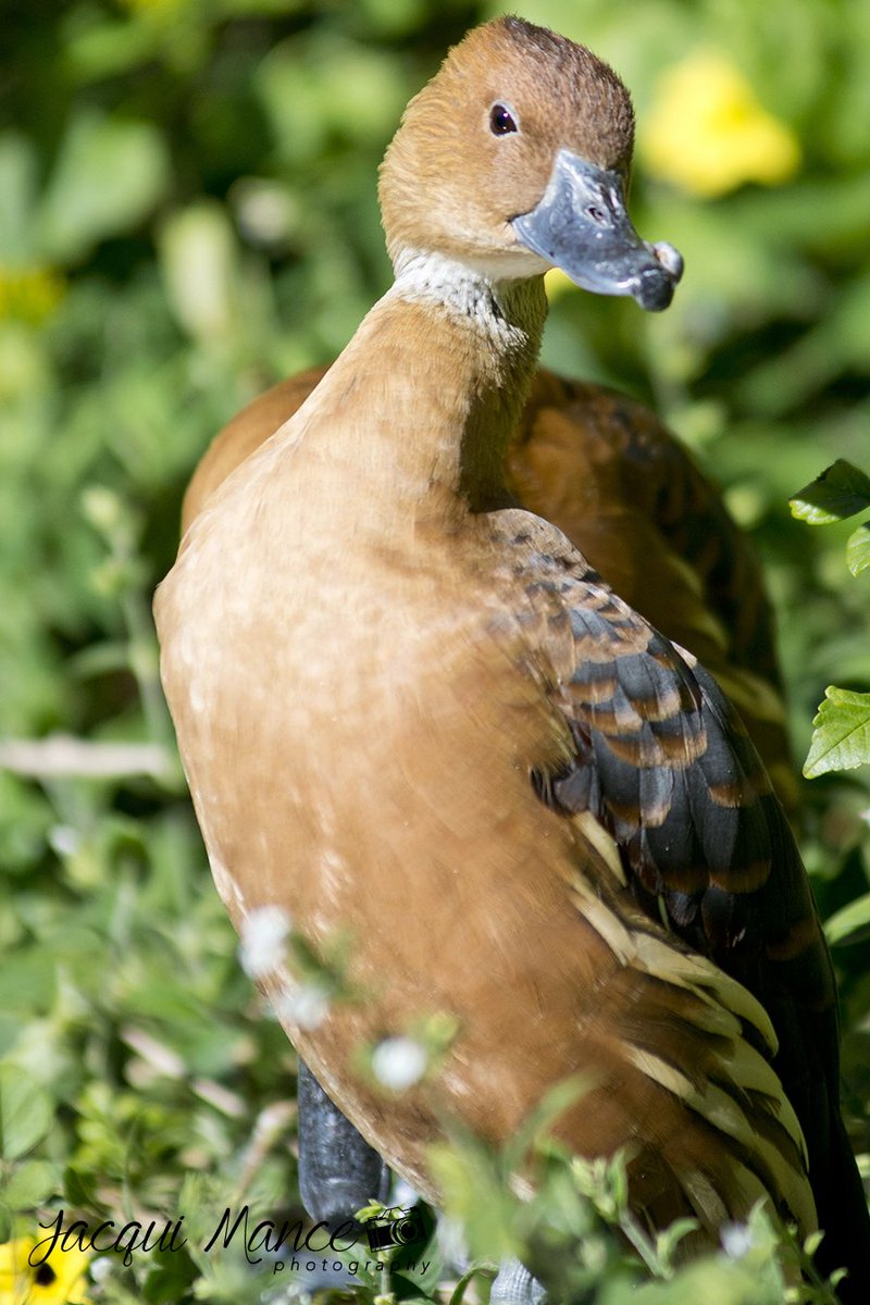 Birds_Eden's tweet photo. #SundayFunday = #DazzlingDuck #WildlifePhotography at #SaasaVisit #FreeFlight
PhotoCredit #JacquiMancePhotography https://t.co/UPoB2R1WXm