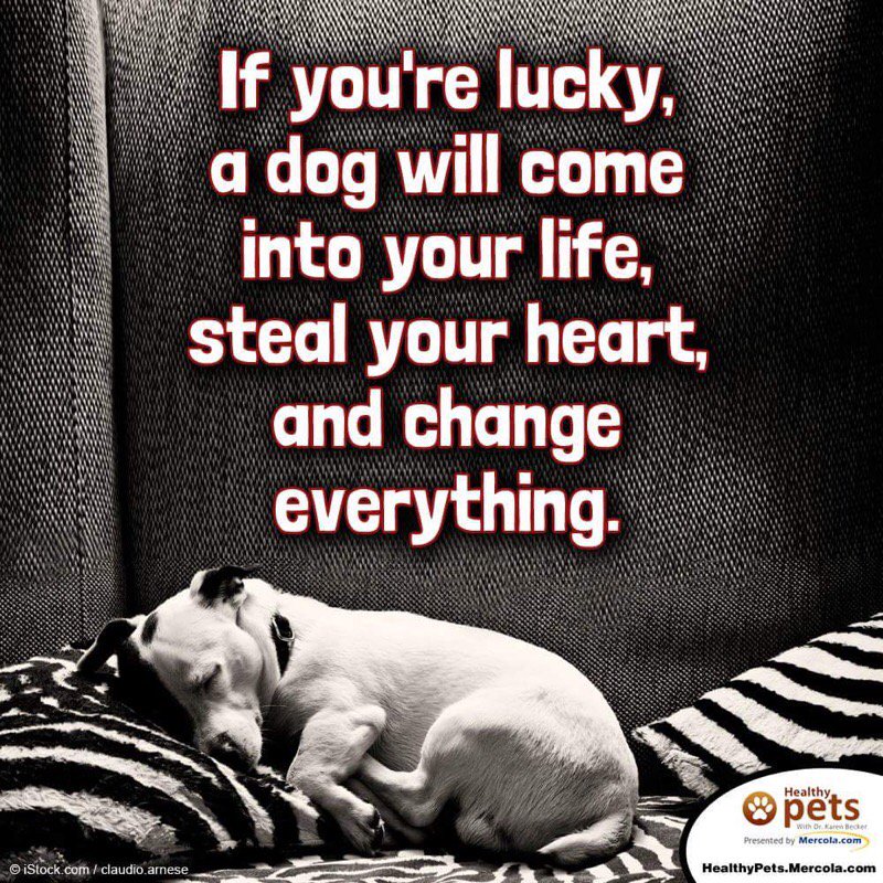 ChooseyChicks's tweet photo. Choose to rescue https://t.co/AGHOsIbkvc