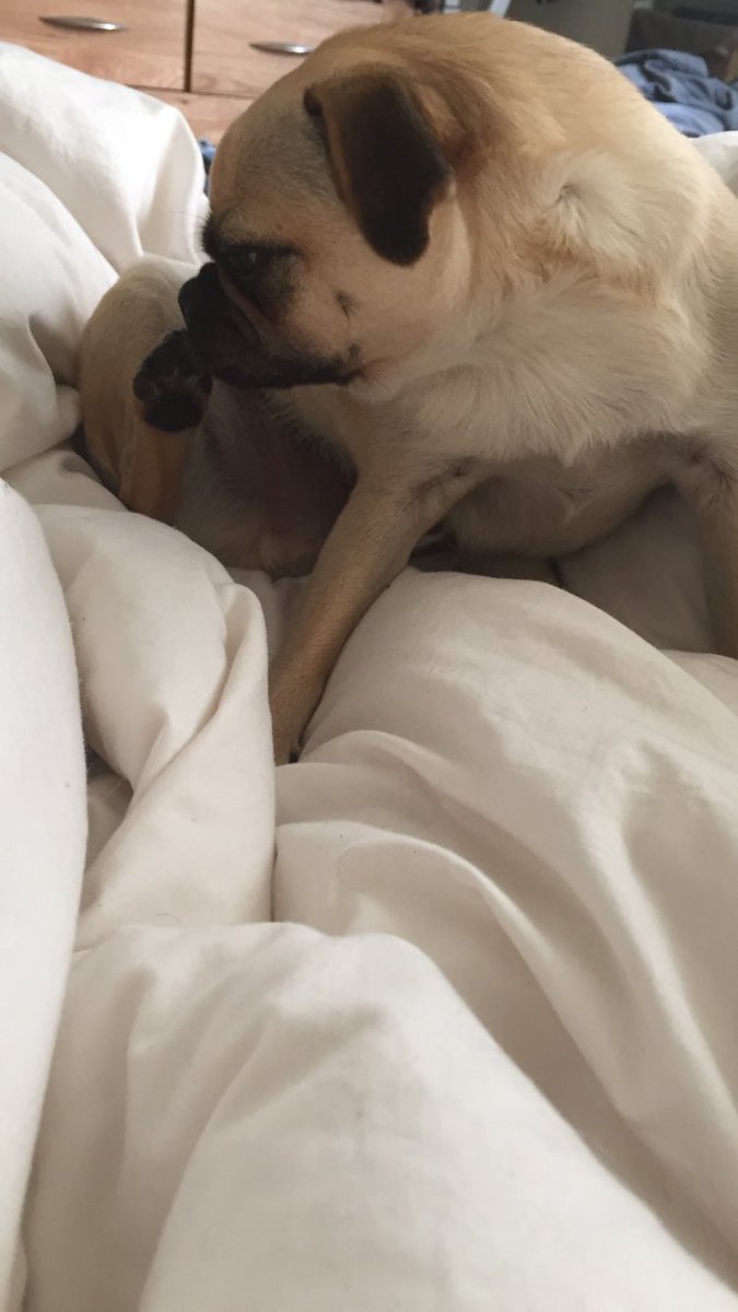 ohthatpooch's tweet photo. What's this thing that's snuck up behind me?? 😂😂 #ownfoot #pugbrain https://t.co/tTTaWDiRTv