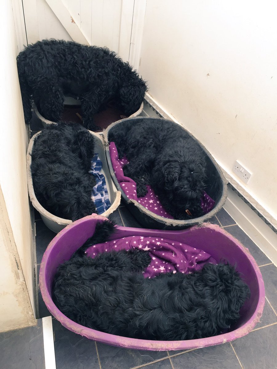 cruciallyK9's tweet photo. @HollieWright85 @RitaSparrow1 get a new husband ;) life isn't complete until you have at least 4 BRTs :):)) https://t.co/mn0r85C7Of