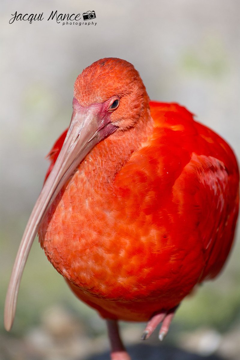 Birds_Eden's tweet photo. #ScarletSaturday #SaasaVisit at #BirdsofEden #FreeFlight #Aviary #WildlifePhotography #SacrletIbis #JacquiMance https://t.co/tud8v8uKor