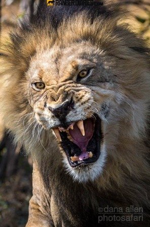 FounderRDF_SA's tweet photo. South Africa 100% behind our @emirates @LionsRugbyUnion team! #OneNationOnePride #AllOutRugby #ssrugby #lionsfamily https://t.co/vVM7A0cino