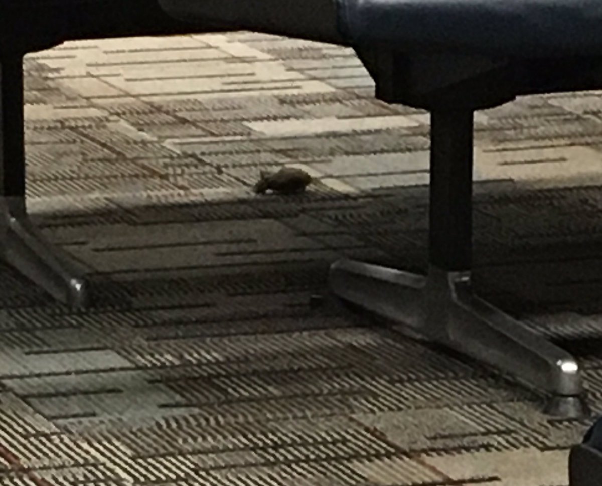 We have some non flying guests in the airport. 😳