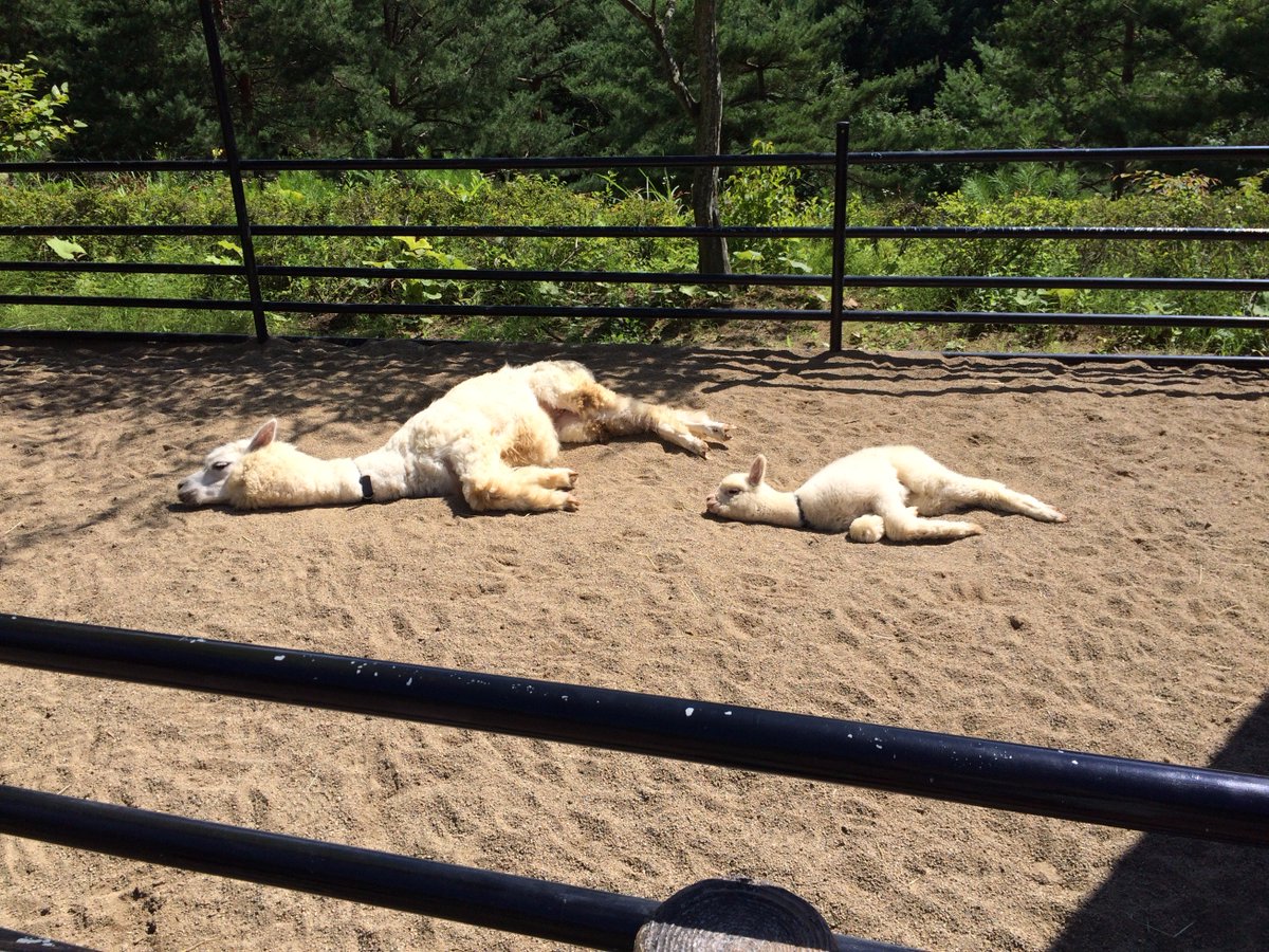 O Xrhsths 盛岡市動物公園 Zoomo Sto Twitter 寝ている動物シリーズ新作 仲良くお昼寝中のアルパカ親子モコ モフ シンクロ率１００