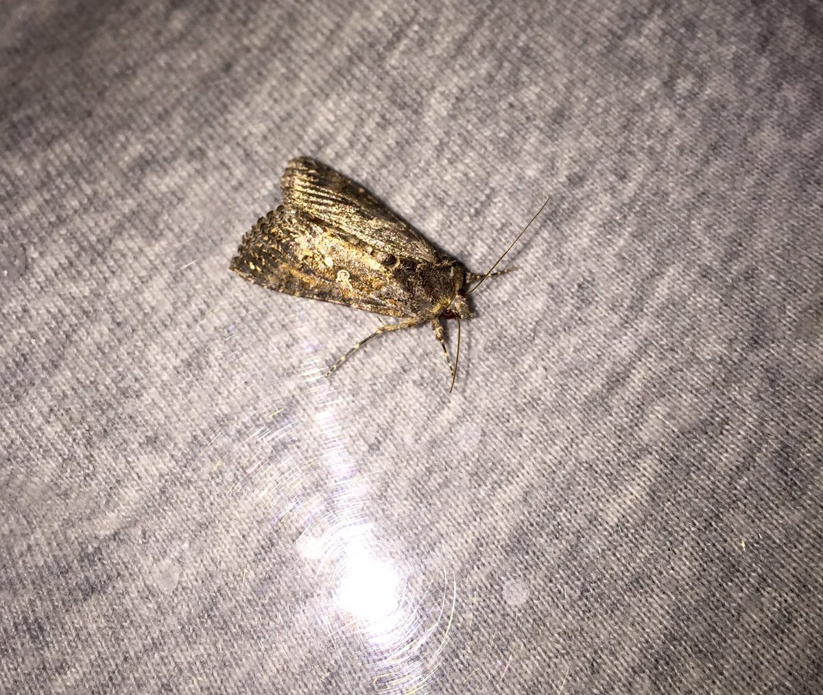 AmyHukkinen's tweet photo. Had fun at the #MothParty with @IMNH208 ! The Butterfly Bush was a good find. #science #Idahome https://t.co/FjKaJAaSGO