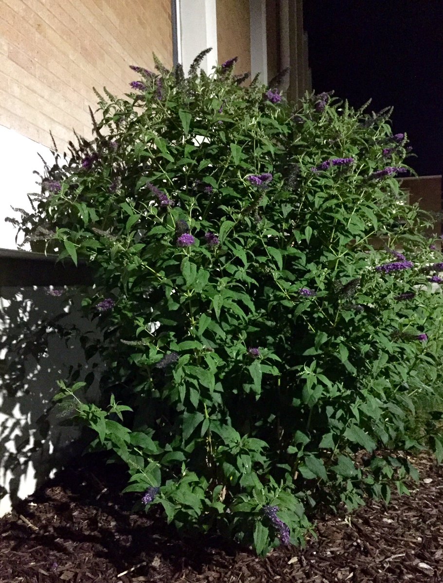 AmyHukkinen's tweet photo. Had fun at the #MothParty with @IMNH208 ! The Butterfly Bush was a good find. #science #Idahome https://t.co/FjKaJAaSGO