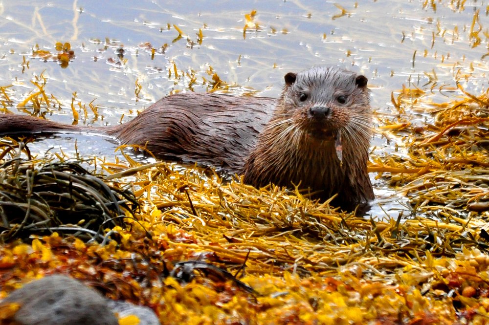 Crept quite close to this gorgeous #otter #Mull 2012 with the wonderful Bryan Rains of facebook.com/WildAboutMull