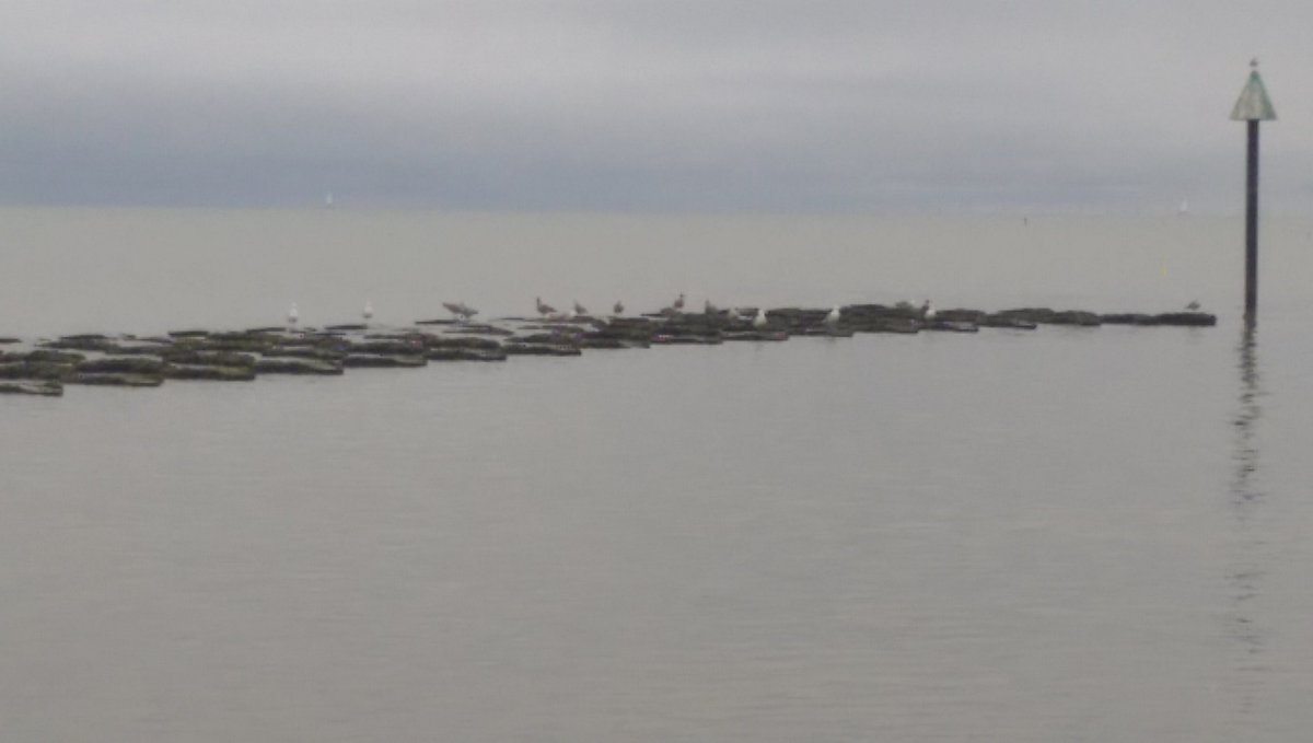 stevenseagull4's tweet photo. Flew down fo felixstow with the boys. There's fuck all here. #felixstow #GullProblems #GullNation https://t.co/0b8VZtmsKo