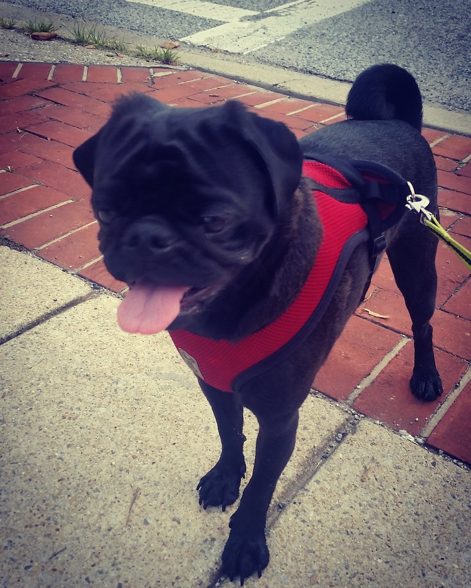 MKerr15's tweet photo. Survivor of a 2k #PokeGoWalk !!! #puglife #pug #puglove #gottacatchemall #PokemonGO #Saturday #fitlife https://t.co/Zh956bzPvI