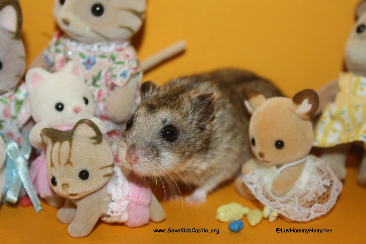 Hammy #InternationalFriendShipDay! #ShareSomeSoul  Let's Help <a href="/SaveKidsCastle/">SaveKidsCastle</a> - where friends all abilities can play