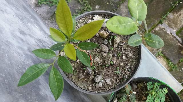 susanto_blackbe's tweet photo. Dari biji klengkeng yg tumbuh ini kelihatannya varigata https://t.co/64JZCFqzZl