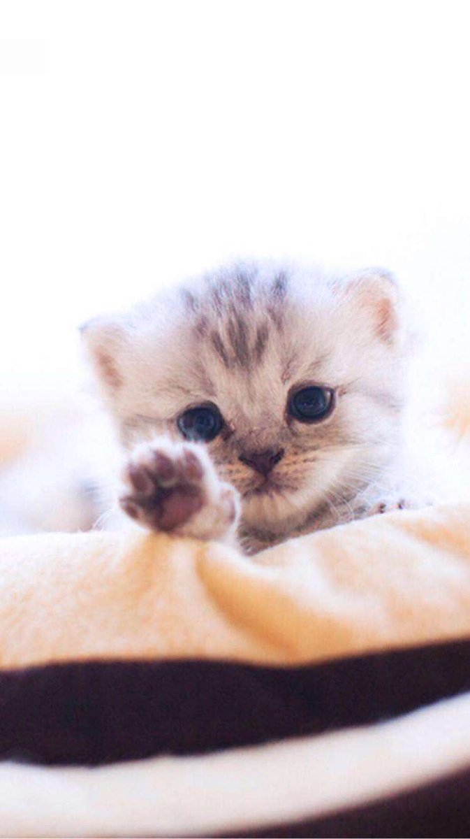 ابونواف (@abonawaf_34) on Twitter photo 