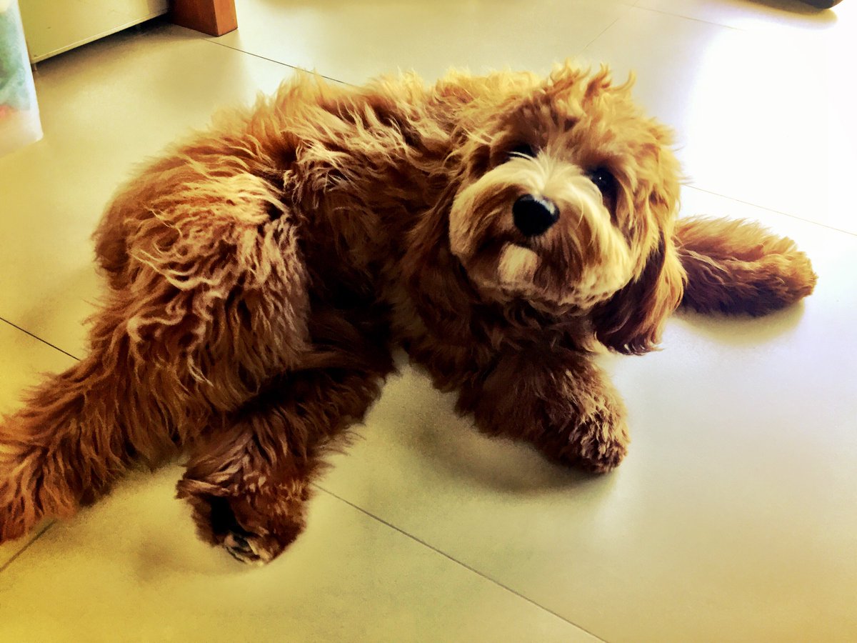 canineworld's tweet image. Fab eval session with Ella today, looking forward to working with her! #phuketdogtrainer #traineddogs #calmdogs