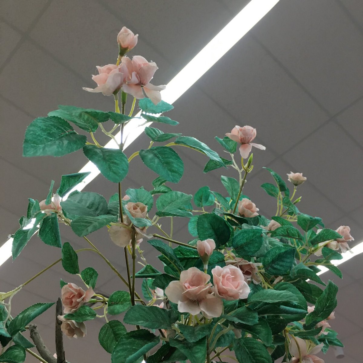 sizzyasflowers tweet picture