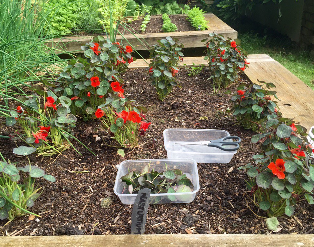Cropping nasturtium leaves for <a href="/andyhirst20/">Andrew Hirst</a> @JamieJackson999 service  #Talbooth