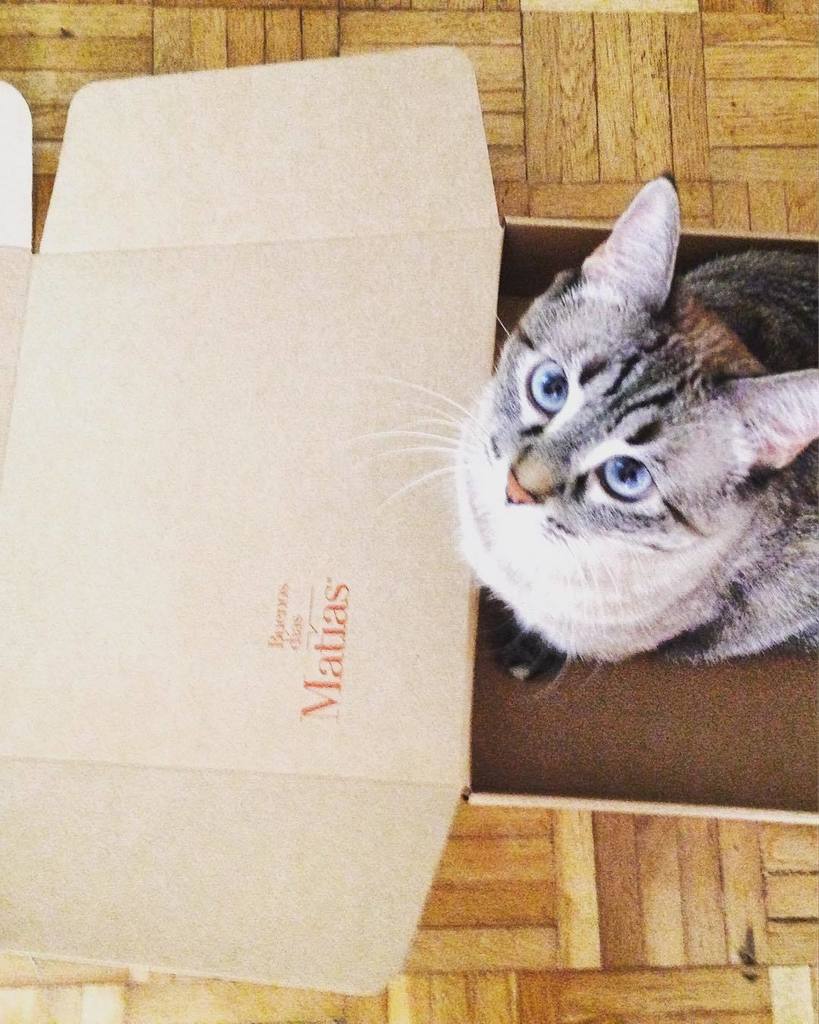 giratoro's tweet photo. Pareces que hay otro miembro de la casa que quiere un @matiasbuenosdias #myboxnow #buenosd⦠https://t.co/Ju5MzOw5dH https://t.co/uDh9YNdpsx