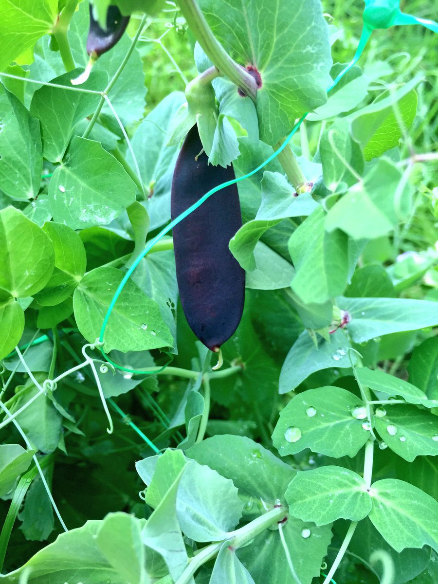 tlcgnomeo's tweet photo. Purple peas !!!! Stunning https://t.co/zrpTISbMBY