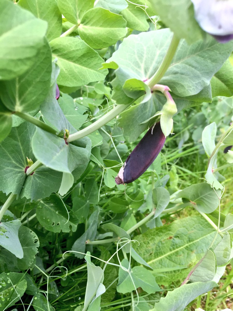 tlcgnomeo's tweet photo. Purple peas !!!! Stunning https://t.co/zrpTISbMBY