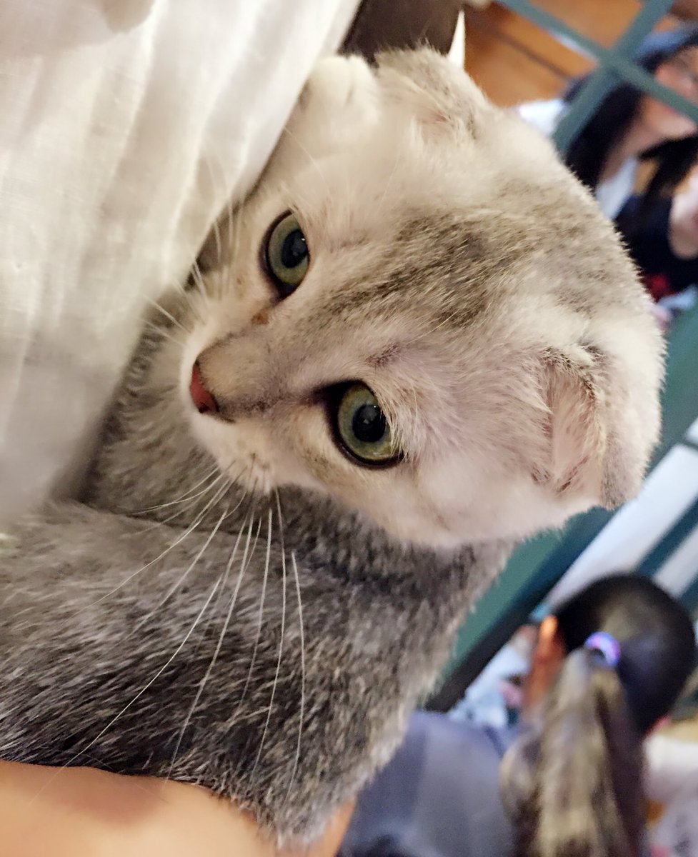 中村悠一 猫かいたい