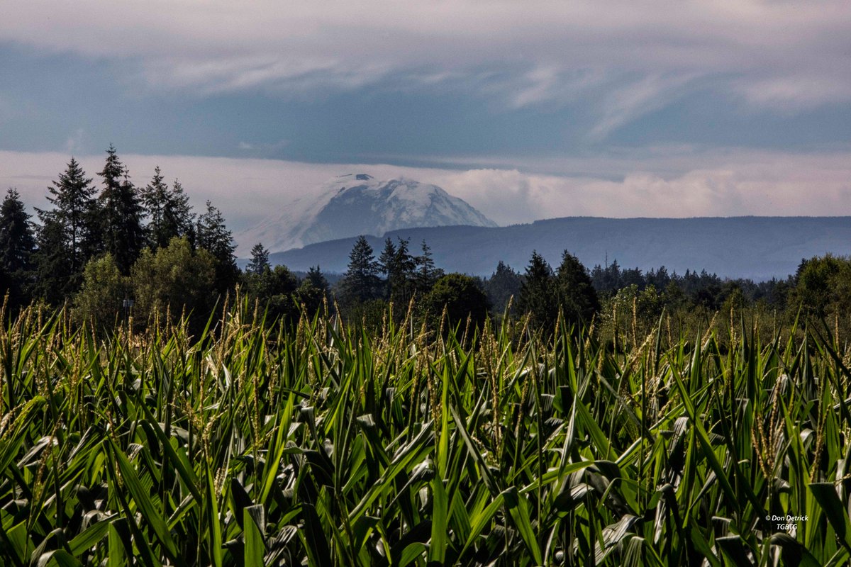 dondetrick's tweet photo. #Corn tasseling out & @MountRainierNPS in the background along Carnation Farm Rd #CarnationWA #LowerSnoqualmieValley https://t.co/M2YCoX0rrb