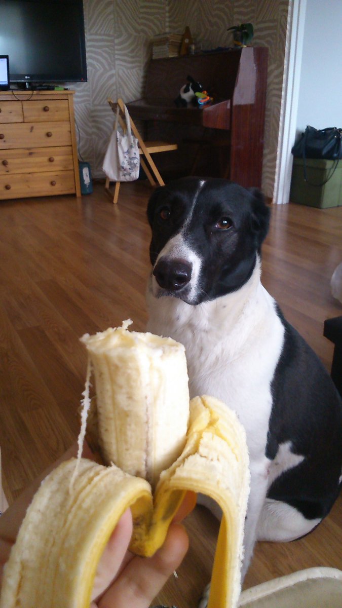 SunsPeka's tweet photo. BANANA!!! #IWantIt #giveplox https://t.co/zs2OESwoUv