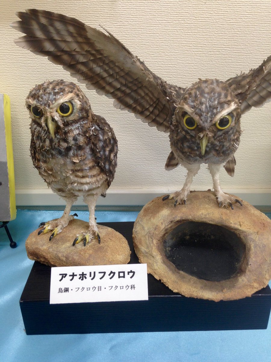 Masaki Ishii 小田原カルチャーセンター 講座 子供のアトリエ 講師 生徒 作品展 講師作品ペーパーモデリングアート アナホリフクロウ 絵画 リビングの猫 展示中 8月末日まで 鴨宮 ダイナシティウエスト 西武百貨店4階