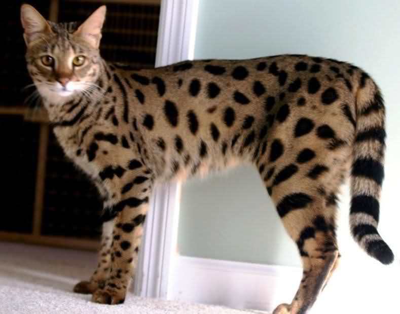 binatangnet's tweet photo. Cara Merawat Kucing Savannah https://t.co/IMjTuRHukg https://t.co/BOywwfePvy