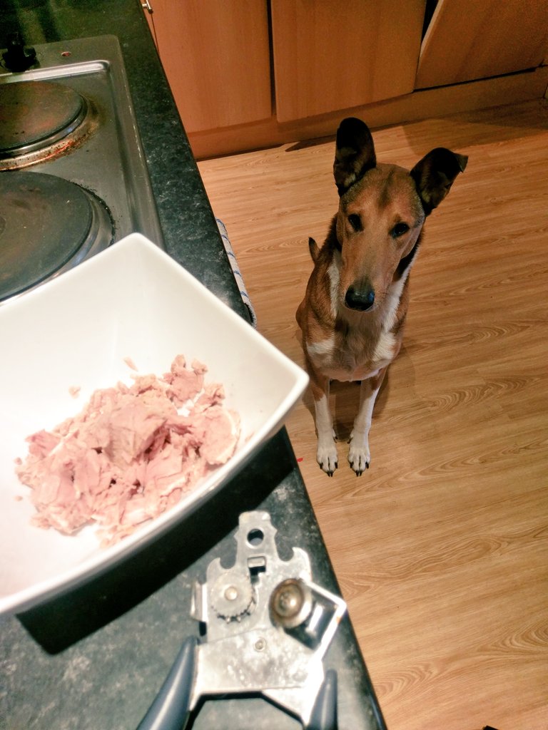 ViggoTheSmooth's tweet photo. My favourite thing in the world #tuna #dogs #favourite #food #smoothcollie 🐠 https://t.co/S5DvBl3H26