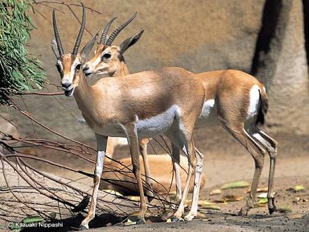 Парнокопытные животные. Антилопа дзерен. Информация о песчаной газели. Информация о песчаной газели. • песчаная газель (gazella leptoceros).