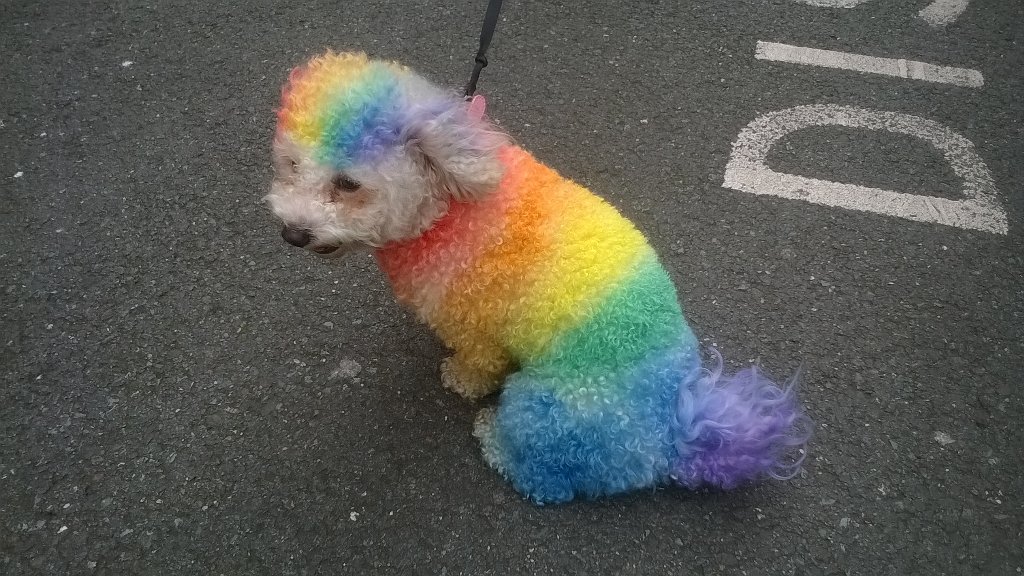 JosephRamsden2's tweet photo. Millie, 1, with owner Carla from Wavertree Dog tired after a long day of #LiverpoolPride2016 #foreverfurry https://t.co/UTE995ofNd