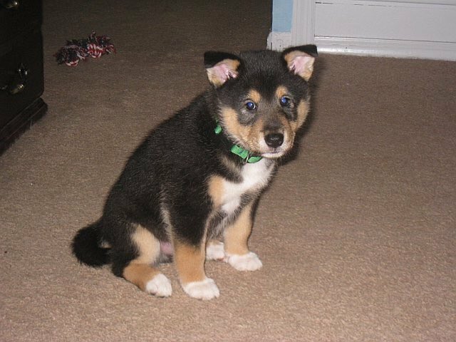 Sake_Koji's tweet photo. It's my 5th Gotcha Day! Dis is me that day! https://t.co/NOryy2iyG1