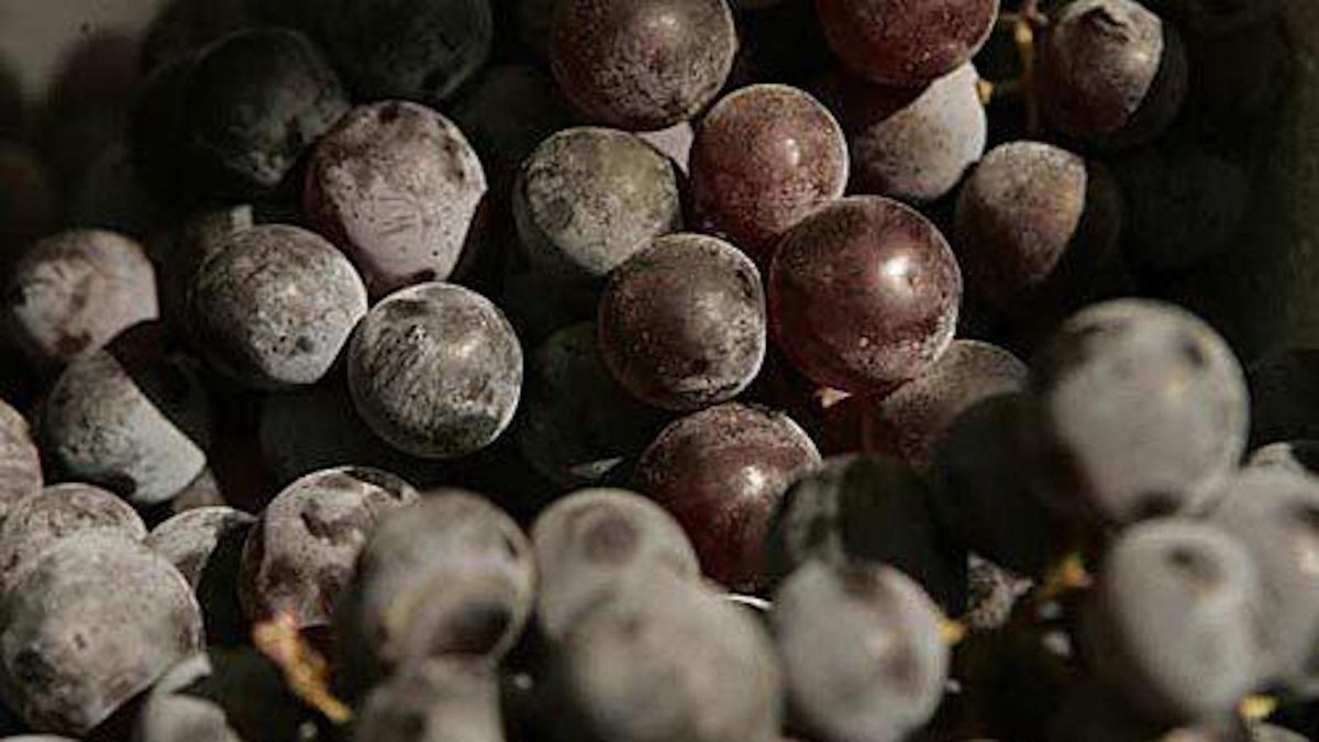 #Farmersmarket report: Grapes are in season! Recipes on <a href="/latimes/">Los Angeles Times</a> for all the grapey goodness latimes.com/food/dailydish…