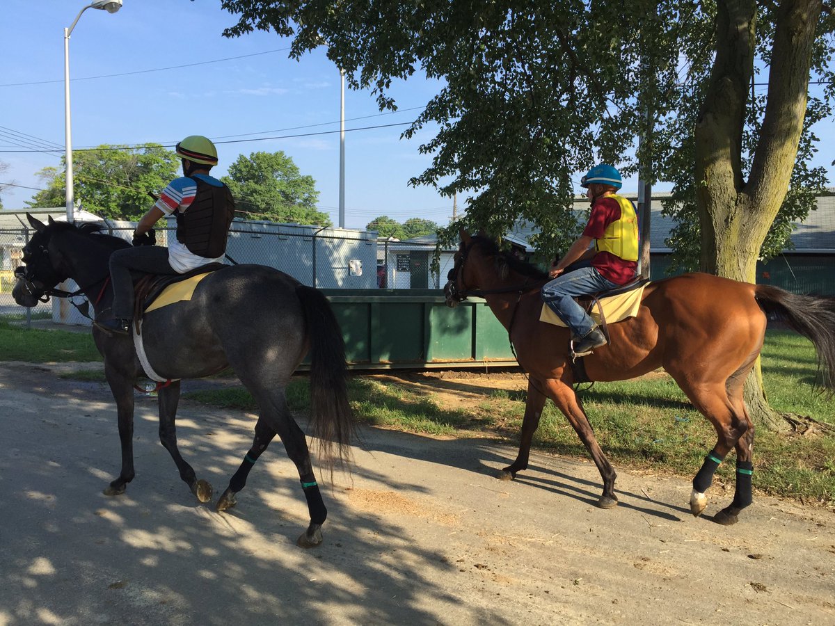 kenwoodracing's tweet photo. #Tizway colt Lead Investor (gray) and #AwesomeofCourse filly Lady TuTu @MonmouthPark this morning. https://t.co/UoI6igc23O